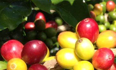 Ripe red Colombian coffee cherries on the branch