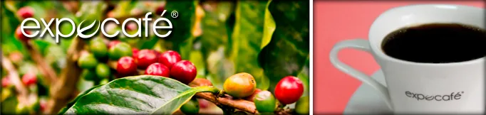 Green Colombian Excelso coffee beans held in cupped hands